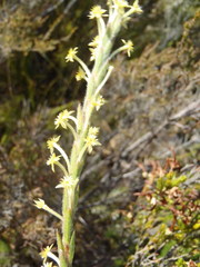 Struthiola tomentosa