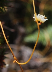 Cuscuta angulata