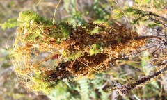 Cuscuta angulata