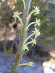 Struthiola tomentosa