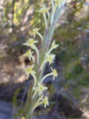 Struthiola tomentosa