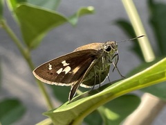 Polytremis lubricans