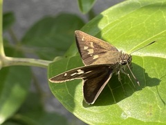 Polytremis lubricans