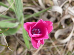 Babiana blanda