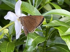 Ancistroides nigrita