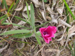 Babiana blanda