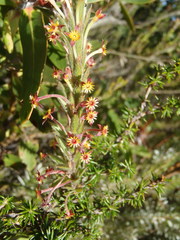 Struthiola tomentosa