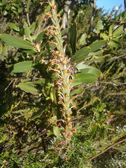 Struthiola tomentosa