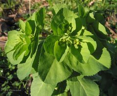 Euphorbia helioscopia