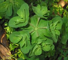 Euphorbia helioscopia