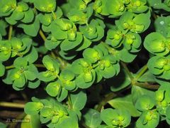 Euphorbia helioscopia