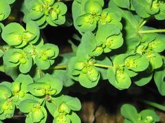 Euphorbia helioscopia