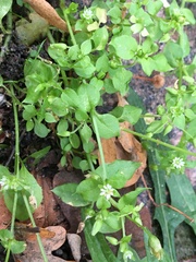 Stellaria media