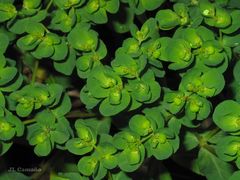 Euphorbia helioscopia