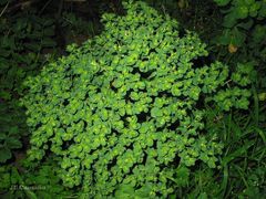 Euphorbia helioscopia