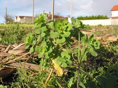Euphorbia helioscopia
