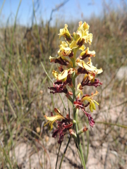 Tritoniopsis parviflora parviflora