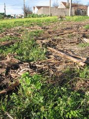 Euphorbia helioscopia