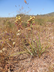 Tritoniopsis parviflora parviflora