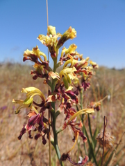 Tritoniopsis parviflora parviflora