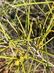 Acacia assimilis
