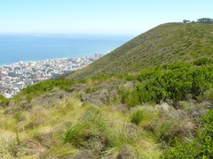 Searsia lucida lucida