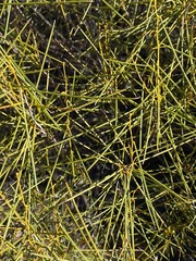 Acacia assimilis