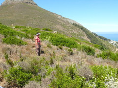 Searsia lucida lucida