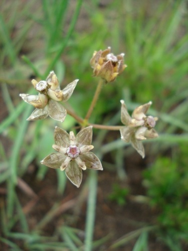 Asclepias cucullata image