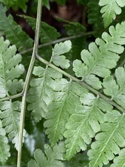 Diplazium kawakamii