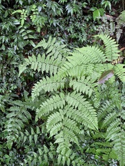 Diplazium kawakamii