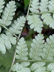 Diplazium kawakamii