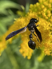 Zethus spinipes spinipes