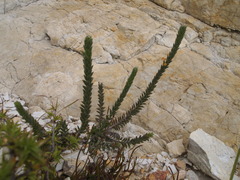 Struthiola tomentosa