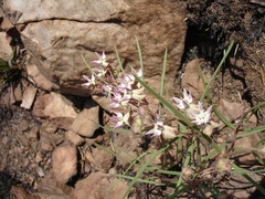 Asclepias stellifera