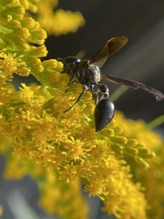 Zethus spinipes spinipes