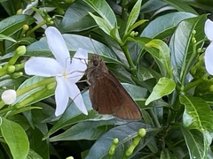 Ancistroides nigrita