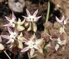 Asclepias stellifera