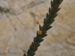 Struthiola tomentosa