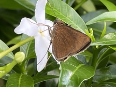 Ancistroides nigrita