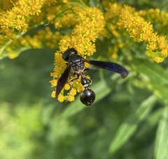 Zethus spinipes spinipes