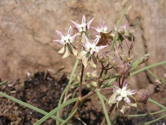 Asclepias stellifera