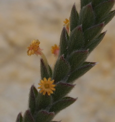 Struthiola tomentosa
