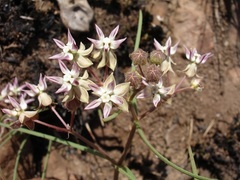 Asclepias stellifera