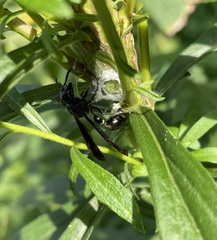 Zethus spinipes spinipes