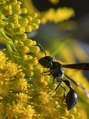 Zethus spinipes spinipes