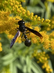 Zethus spinipes spinipes