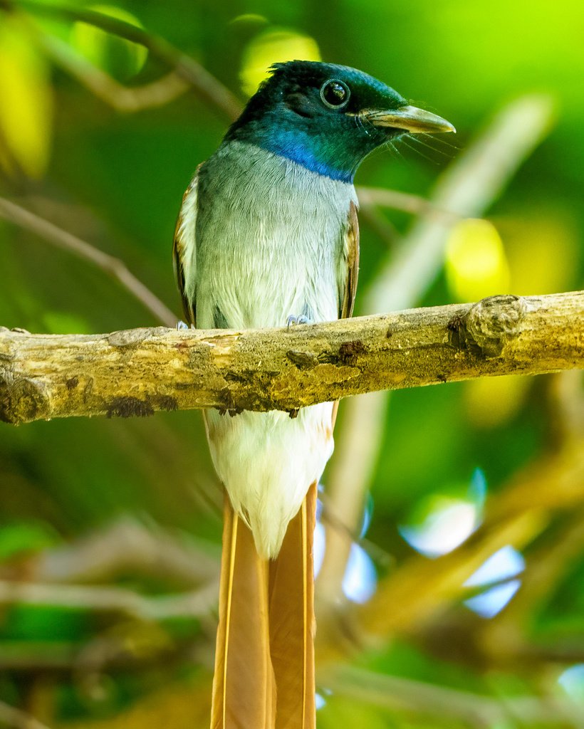 Amur Paradise-Flycatcher photo