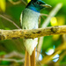 Amur Paradise-Flycatcher - Photo (c) rupperrt78, some rights reserved (CC BY-NC)