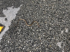 Coniophanes schmidti